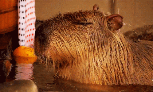 Capybara Clean