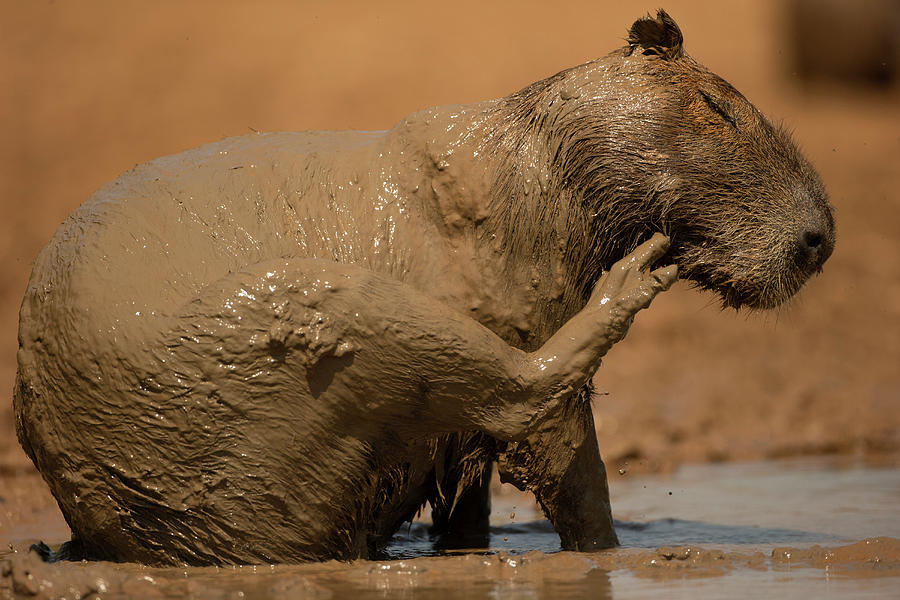 Capybara in the mud in Brazil by Joe McDonald